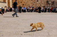 Un chat roux qui marche devant le mur des Lamentations à Jérusalem (Israël)