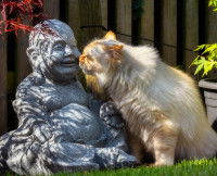 Un chat reniflant une statue de Bouddha
