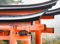 Un chat qui dort au sommet d'un torii au sanctuaire Fushimi Inari à Kyoto (Japon)