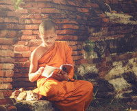 Un chat couché à côté d'un jeune moine bouddhiste en train de lire un ouvrage
