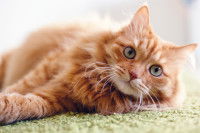 Citations sur la beauté et le charme du chat