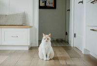 Citations sur la place du chat dans la maison