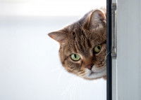 Citations sur l'intelligence du chat