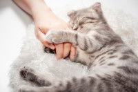 Citations sur l'honnêteté du chat