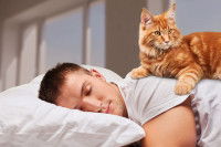 Citations sur le fait qu'un chat choisit son « maître »