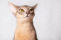 Citations sur la noblesse du chat