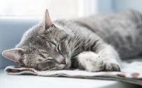 Citations sur le calme du chat