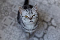 Citations inclassables autour des chats