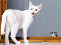 Citations ironiques sur les chats