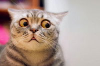 Citations absurdes sur les chats