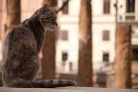 Un chat assis devant des ruines de la Rome antique
