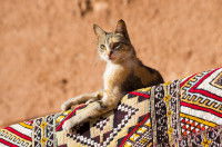 Un chat allongé sur un tapis aux motifs orientaux