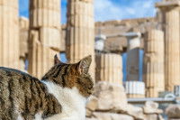Un chat assis devant les ruines du Parthénon