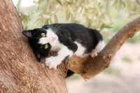 Un petit chat perché sur un arbre