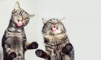 Deux chats faisant des grimaces particulières 