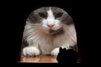 Un chat contemple une souris par un petit trou