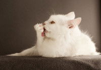Un chat blanc se lèche la patte