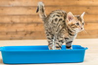 Un chaton tigré urinant dans sa litière