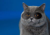 Un Chartreux masqué