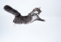 Un chat dans les airs après un bond