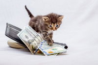 Un chaton met sa patte sur des billets