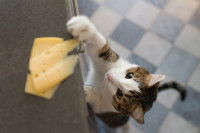 Un chat essaye d'attraper une tranche de fromage