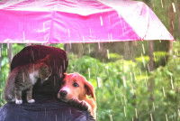 « It’s raining cats and dogs »