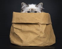 « Let the cat out of the bag »