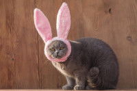 « Dar gato por liebre »