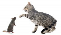 Un chat appréhende un rat avec sa patte