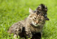 « To have kittens »