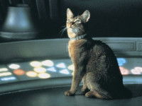 Le chat du film « Le chat qui venait de l’espace » assis dans un vaisseau spatial