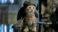 Le chaton du film « Keanu », avec un bandana sur la tête et un collier