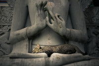 Un chat qui dort sur la statue d'un Bouddha