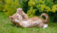 Un chaton sur le dos qui joue sur de l'herbe avec des fleurs en arrière plan