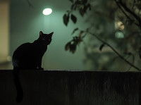 Un chat assis sur une clôture de nuit avec un éclairage derrière lui