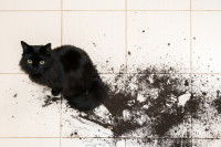 Un chat noir entouré de terre éparpillée sur du carrelage blanc