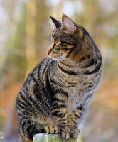 Chat de race africaine - Le Sokoké