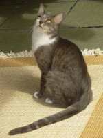 Chat de race brésilienne - Le Brazilian shorthair