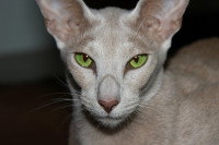 Chat de race russe - Le Donskoy