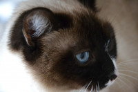 Chat de race thaïlandaise - Le Siamois