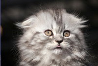 Chat de race écossaise - Le Highland fold