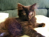 Chat de race américaine - Le Chantilly