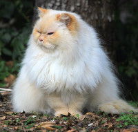 Chat de race iranienne - Le Persan