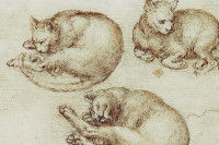 Esquisses de chats dans divers position