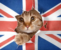 Un chat regarde à travers un drapeau britannique