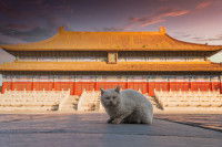 Un chat assis devant la Cité interdite de Beijing (Chine)