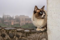 Un chat à Grenade, en Espagne