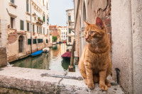 Un chat roux à Venise, en Italie