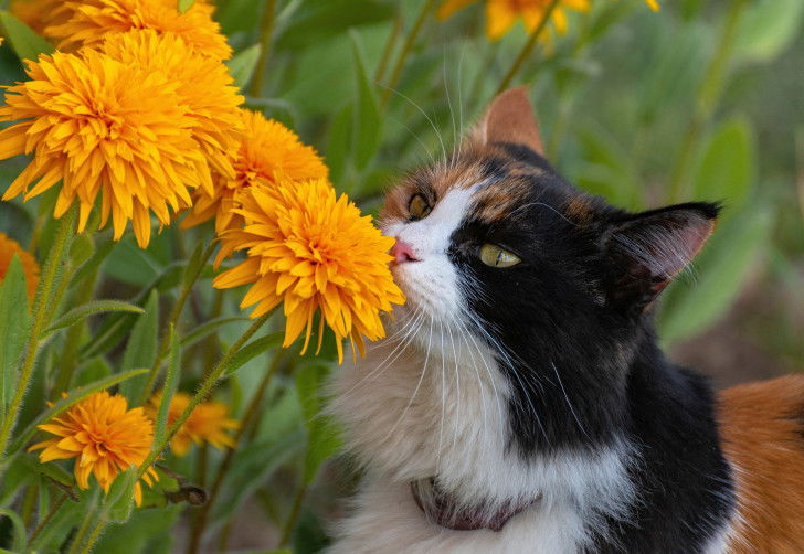 Une chatte tricolore renifle des dahlias orangés